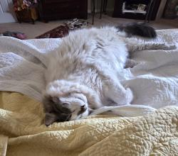 Reunited Male Cat last seen Stevenage St & 168th off Eastham Parkway, Surprise, AZ 85374